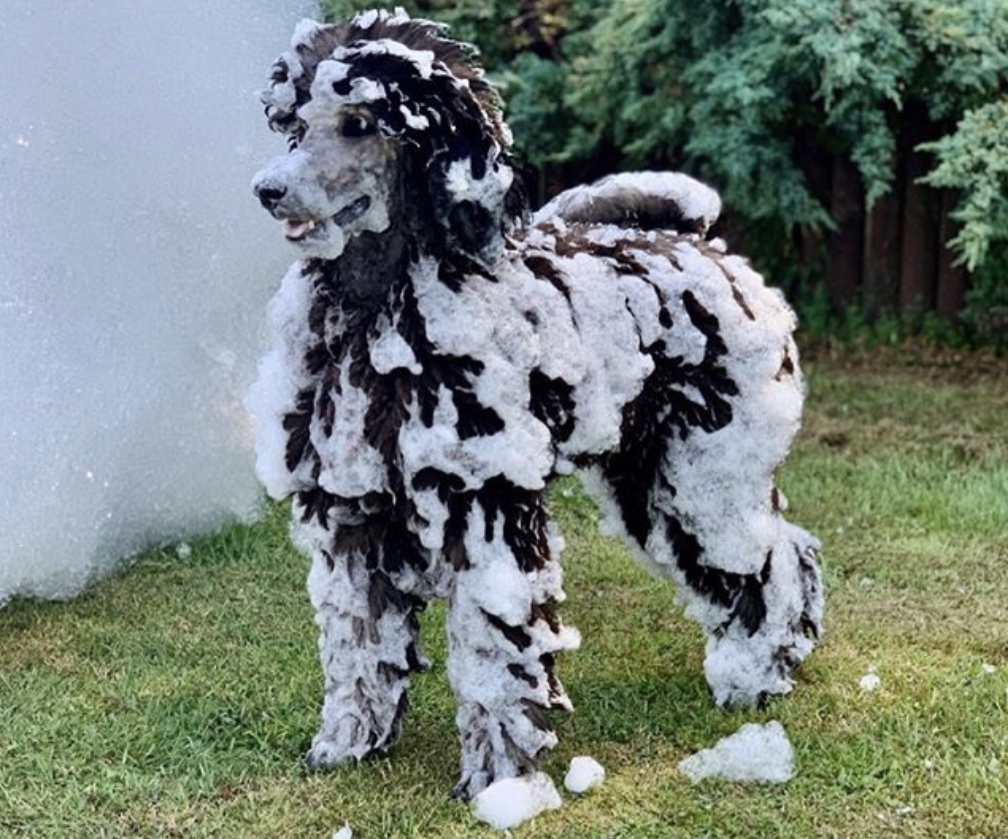 Safe foam - even pets love it - Uncle Als Foam Parties foam party rentals Thibodeaux, LA